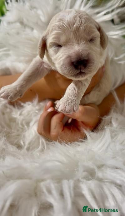 Goldendoodle dogs Mesmerising miniature golden doodle babys - Advert 16