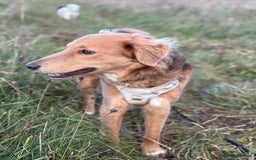 Mixed Breed dogs for adoption: Sweet Nathan Is looking for Love  - Image 29