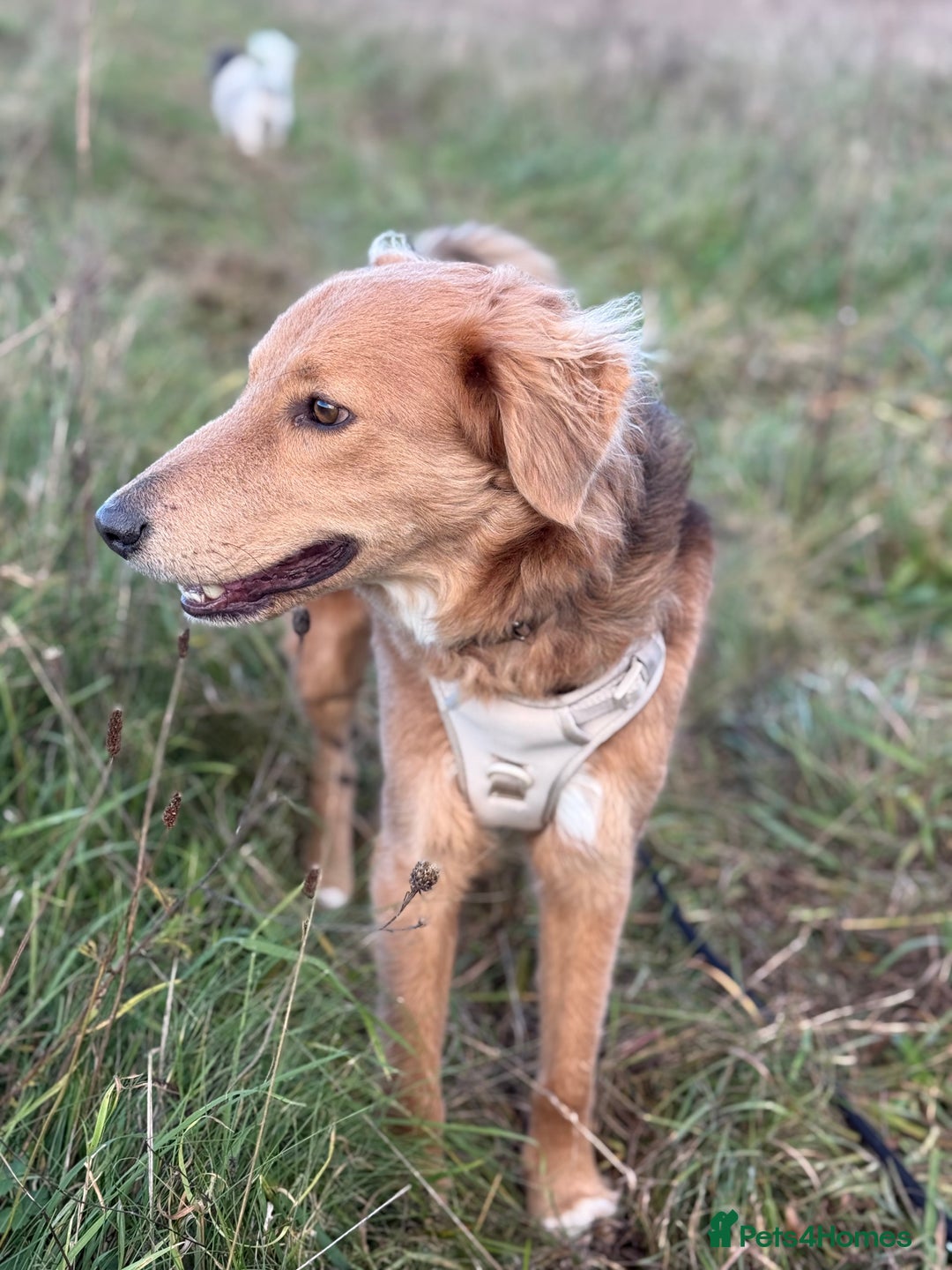 Mixed Breed dogs for adoption: Sweet Nathan Is looking for Love  - Image 29