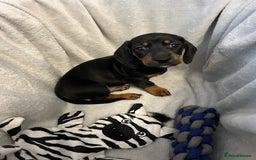 Miniature Dachshund dogs for sale: Stunning miniature dachshund puppies  - Image 3