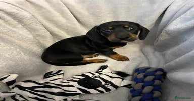 Miniature Dachshund dogs - Advert 15