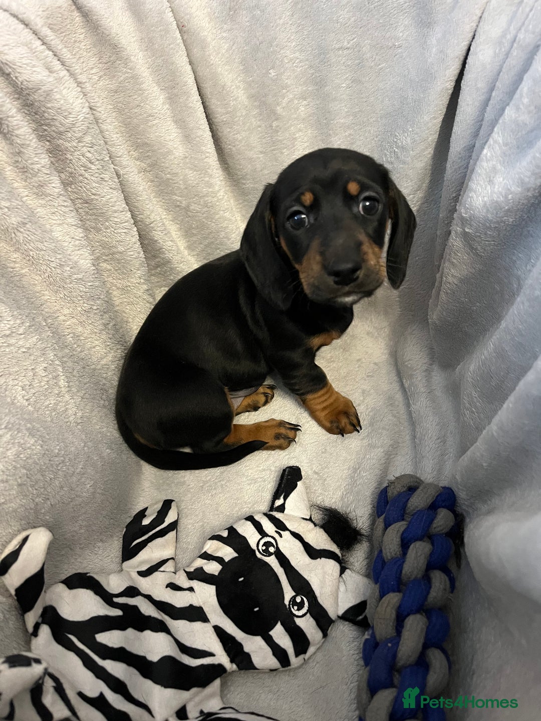Miniature Dachshund dogs for sale: Stunning miniature dachshund puppies  - Image 3