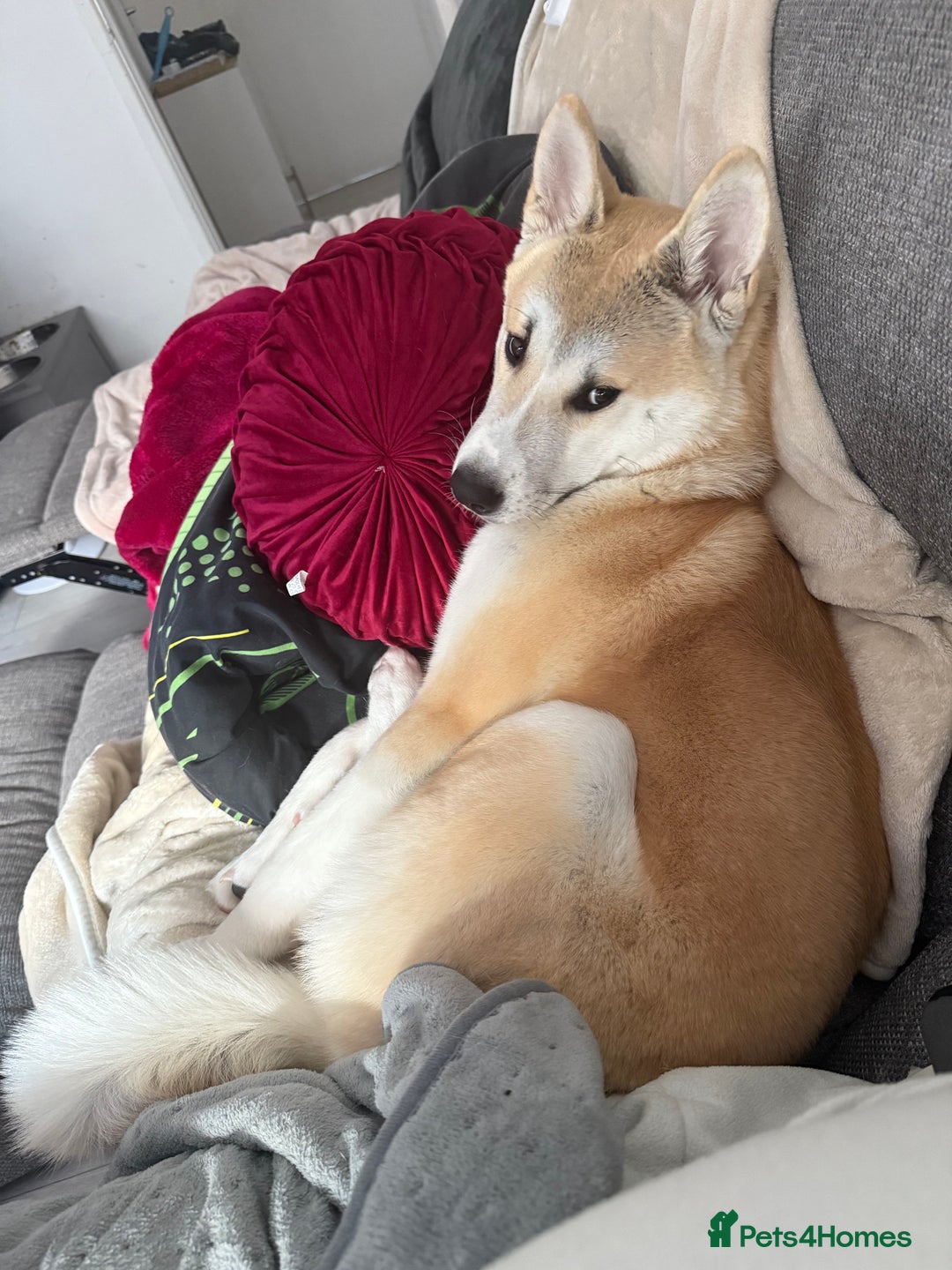 Japanese Akita Inu dogs for sale: Japanese Akita Inu  - Image 7