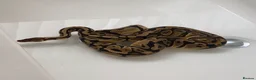 Python Snake reptiles for sale: Ball python  in Brierley Hill - Advert 3