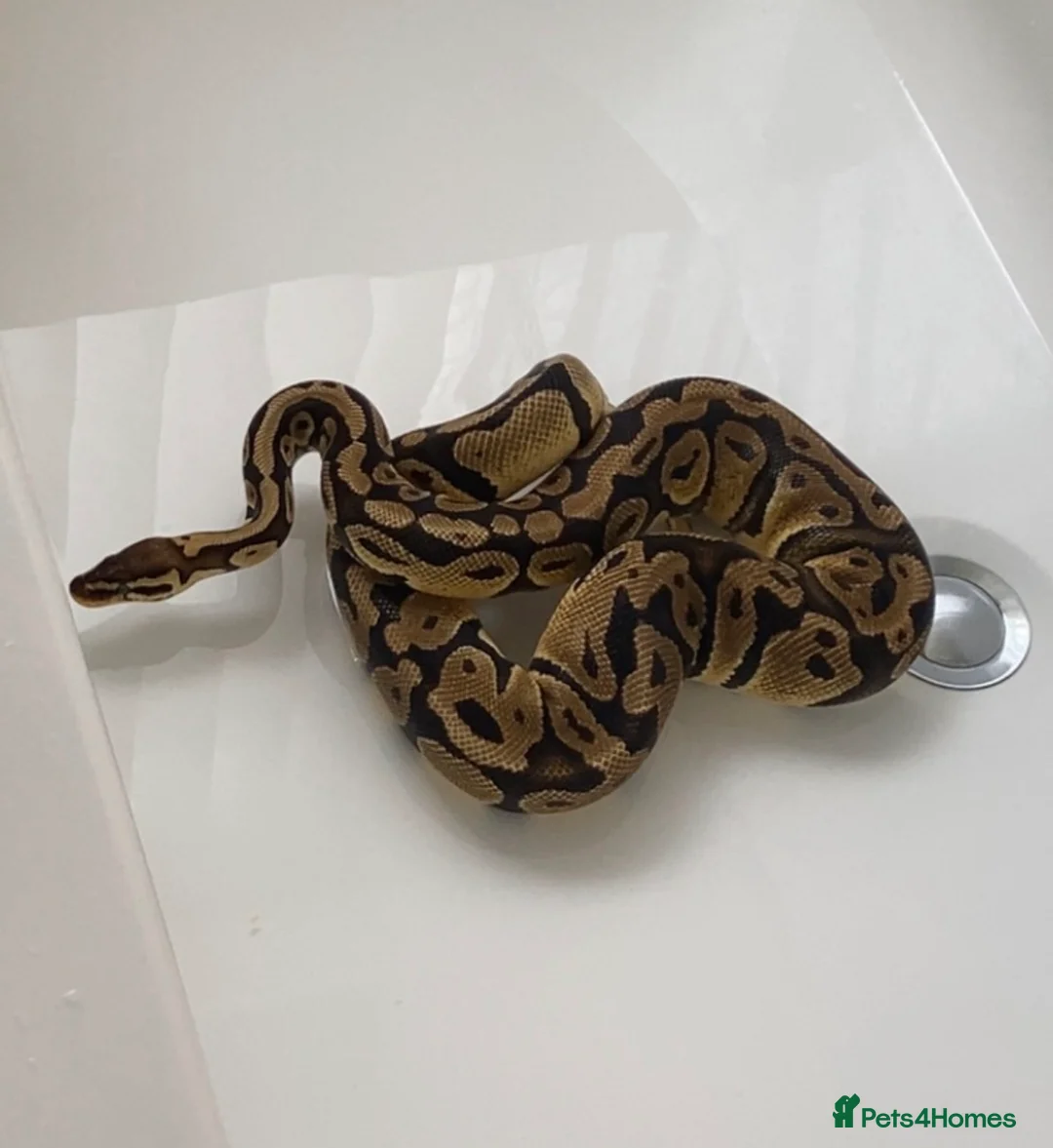 Python Snake reptiles for sale: Ball python  in Brierley Hill - Advert 3