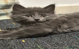 Domestic Shorthair cats for sale: Cute kittens in Dagenham - Image 22