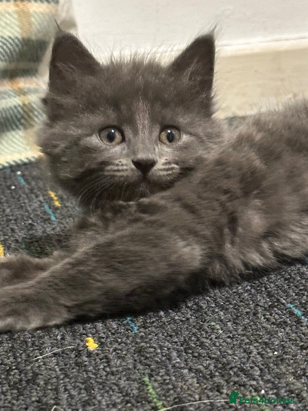 Domestic Shorthair cats for sale: Cute kittens in Dagenham - Image 22