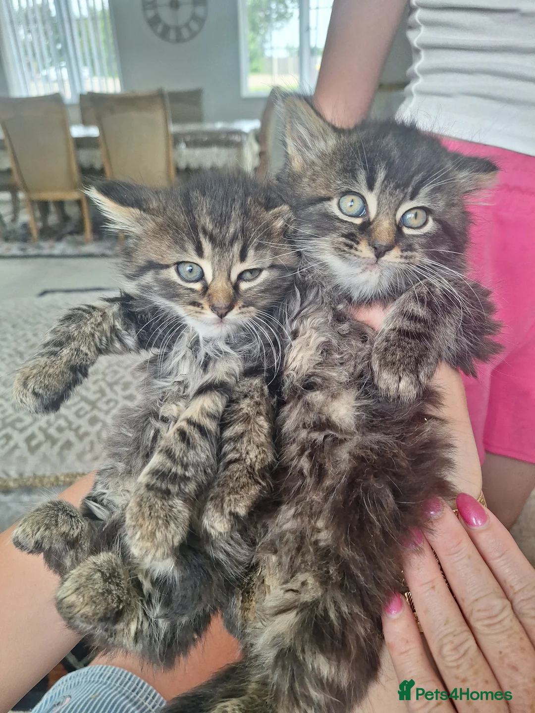 Mixed Breed cats for sale: Kittens fluffy tabby  - Advert 9
