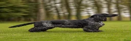 Cocker Spaniel dogs for sale: Pedigree Show Cocker Spaniel Puppies - Advert 2