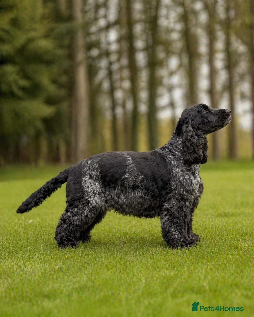 Cocker Spaniel dogs for sale: Pedigree Show Cocker Spaniel Puppies - Advert 2