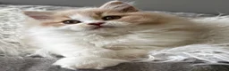 British Longhair cats for sale: **Only 2 Remaining! GCCF British LH/SH Kittens ** - Advert 19