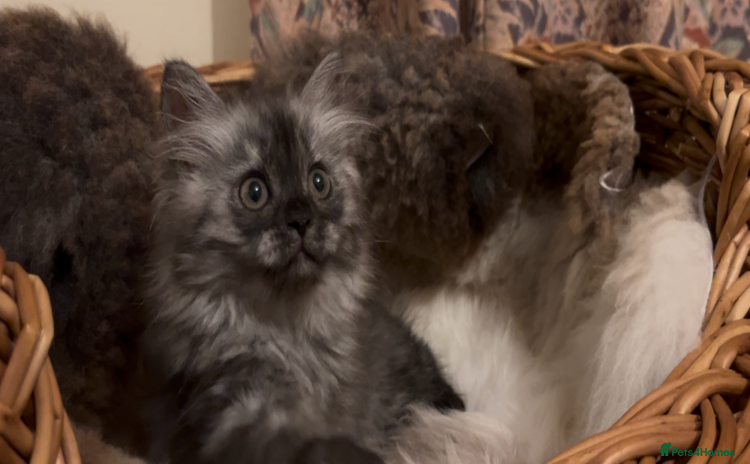 Munchkin cats - Advert 3