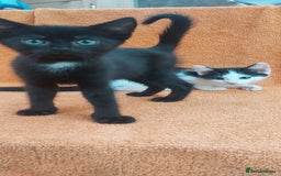 Domestic Shorthair cats for sale: 6 wonderful kittens looking for forever homes - Image 6