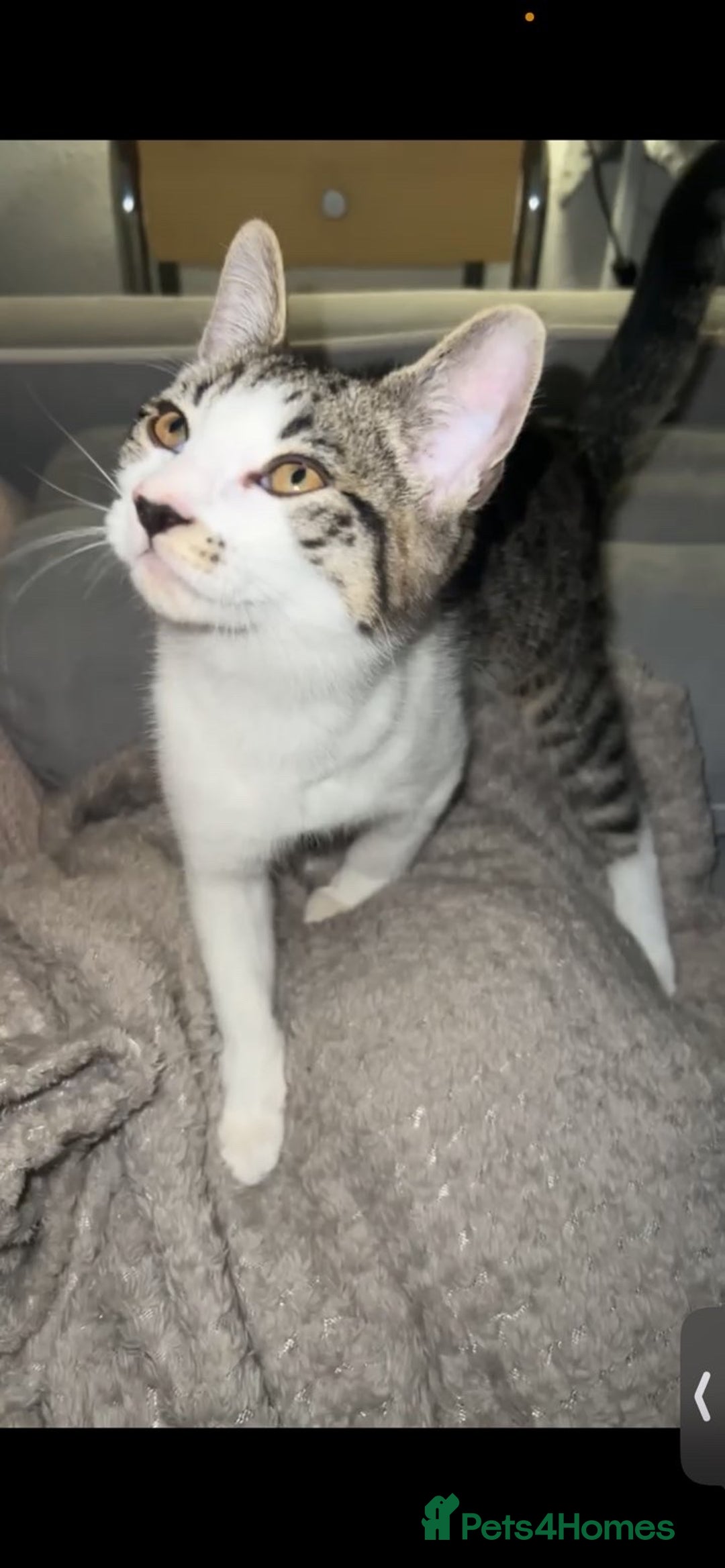 Mixed Breed cats for sale: 4 beautiful kittens ready for homes - Advert 10