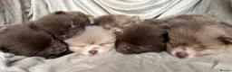 Pomeranian dogs for sale: 100% POM!🐻DNA&HEALTH TESTED!🧬 - Advert 22