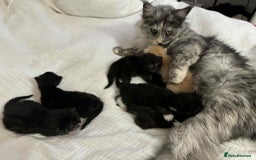 Maine Coon cats for sale: Maine coon x kittens  - Advert 12
