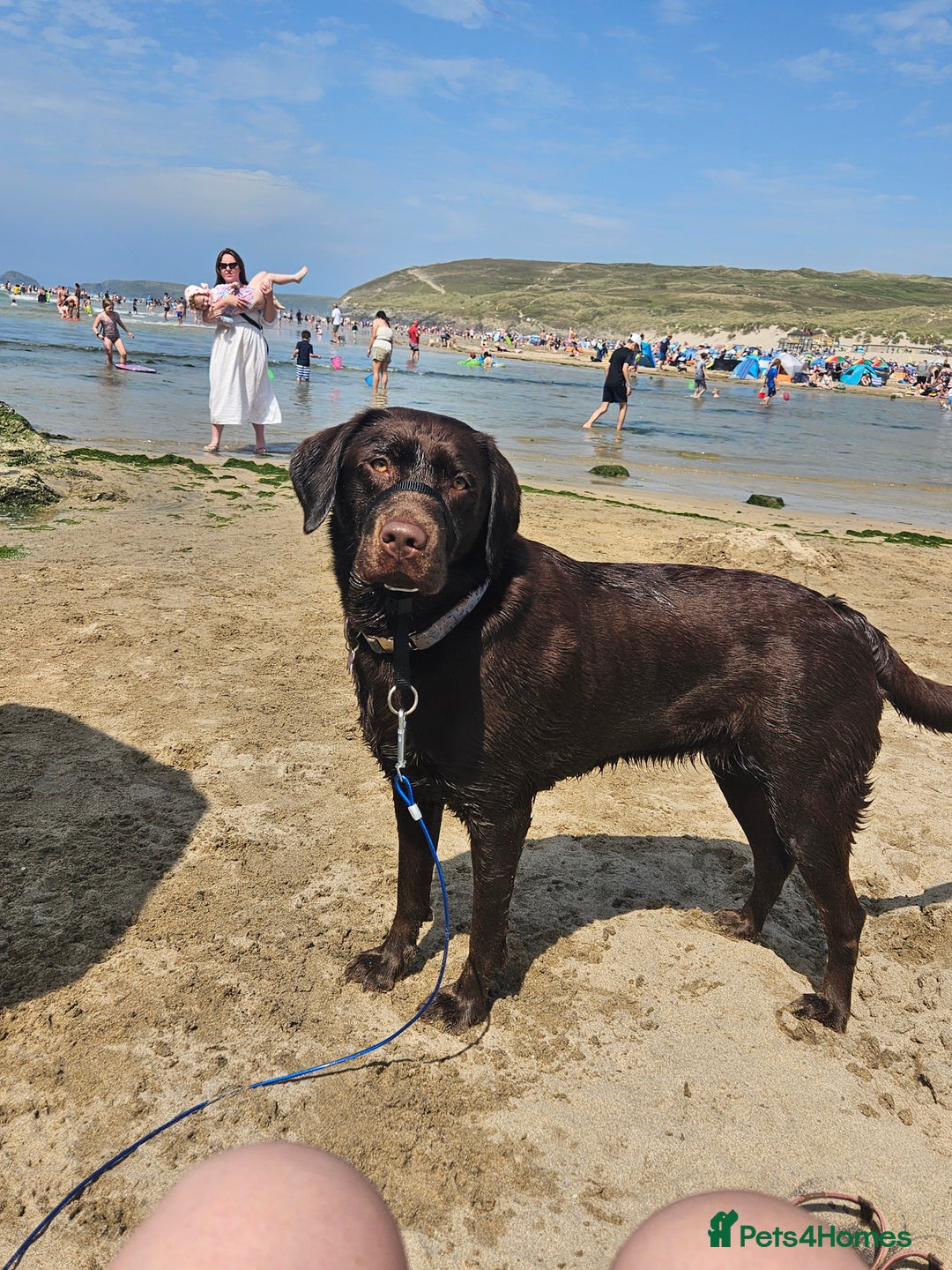 Labrador Retriever dogs for sale: Black labrador puppies - Advert 1