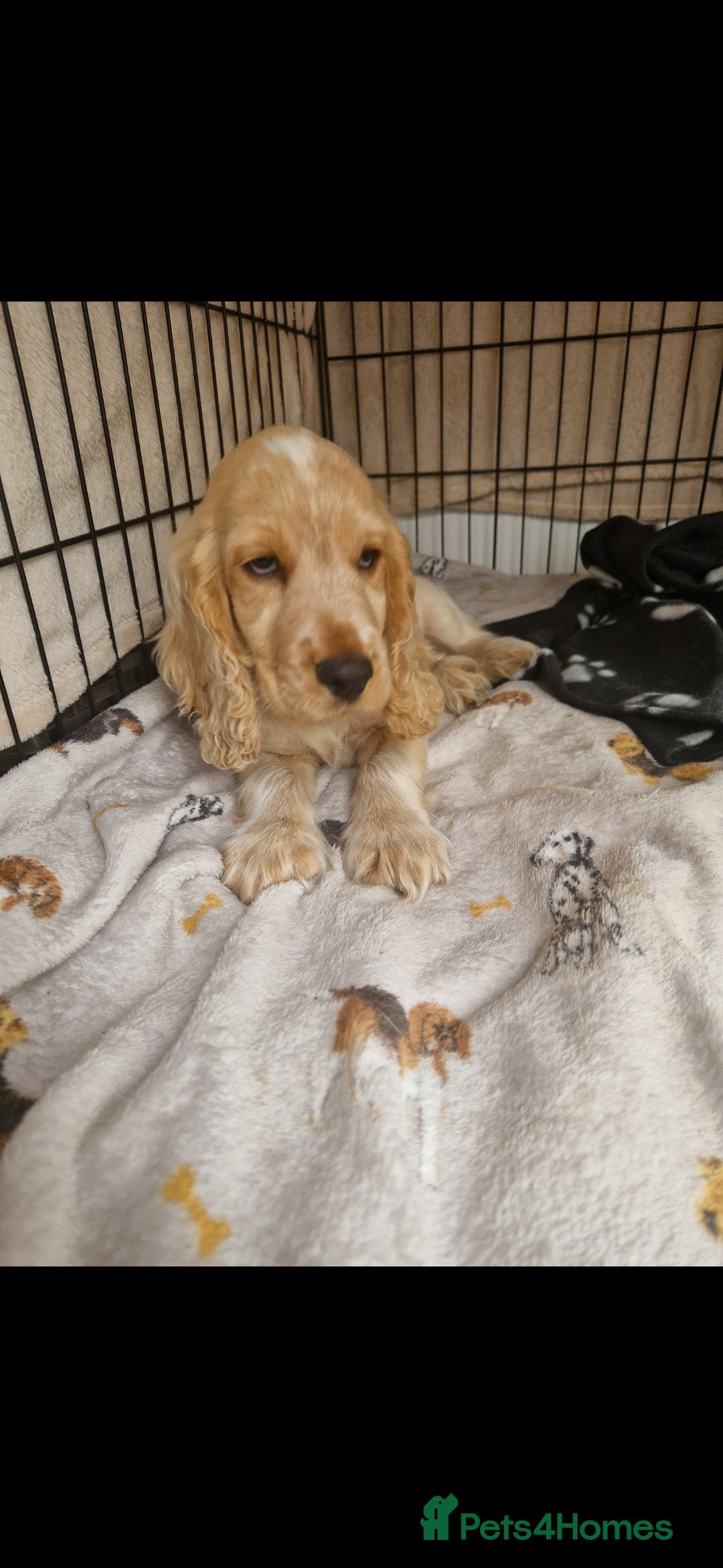 Cocker Spaniel dogs for sale: KC Showtype Cocker Spaniel Boy - Image 5