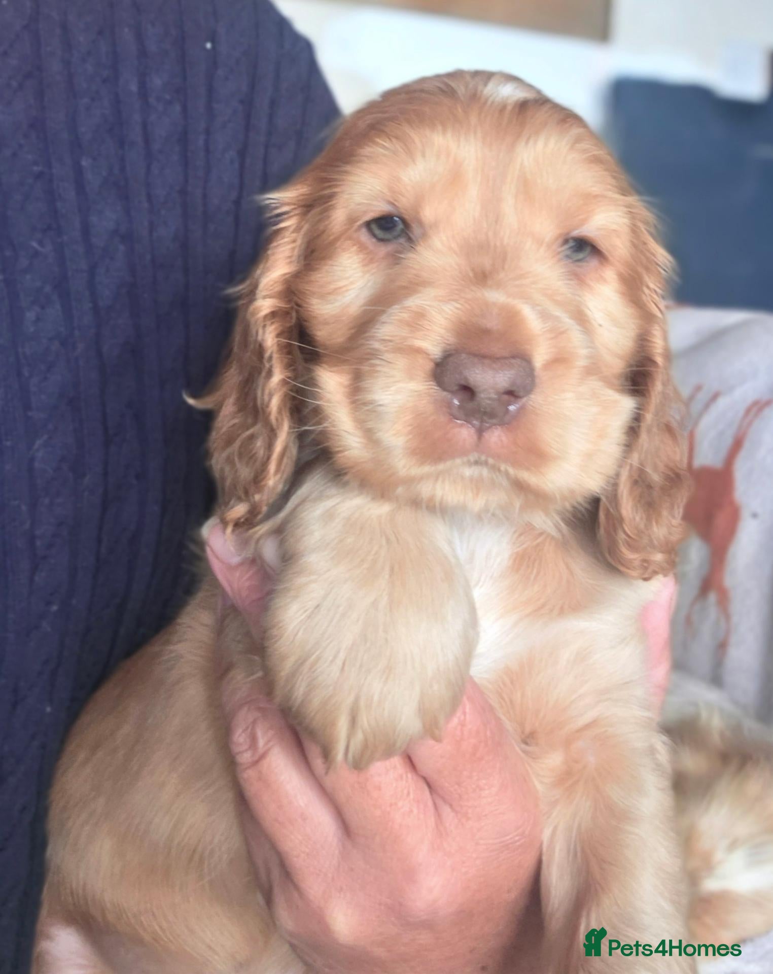 Cocker Spaniel dogs KC Registered Show Type Cocker Spaniel Puppies  - Advert 19