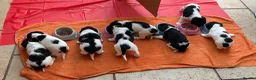 English Springer Spaniel dogs for sale: English springer spaniel puppies - Advert 9