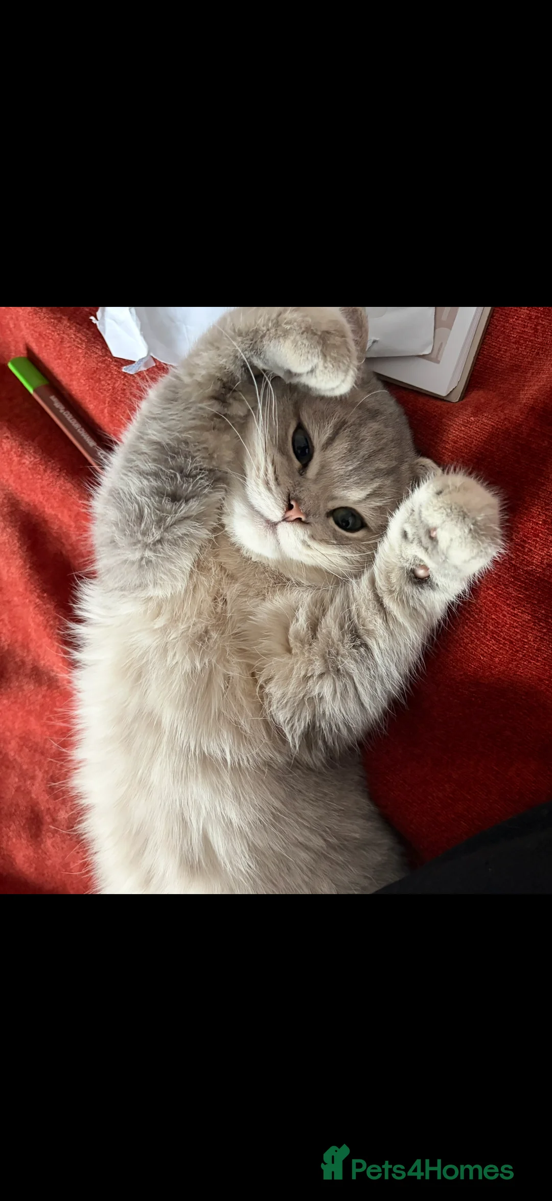 British Shorthair cats for sale: ⭐️ Blue Golden British short hair Male ⭐️  - Advert 4