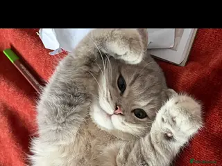 British Shorthair cats ⭐️ Blue Golden British short hair Male ⭐️ - Advert 14