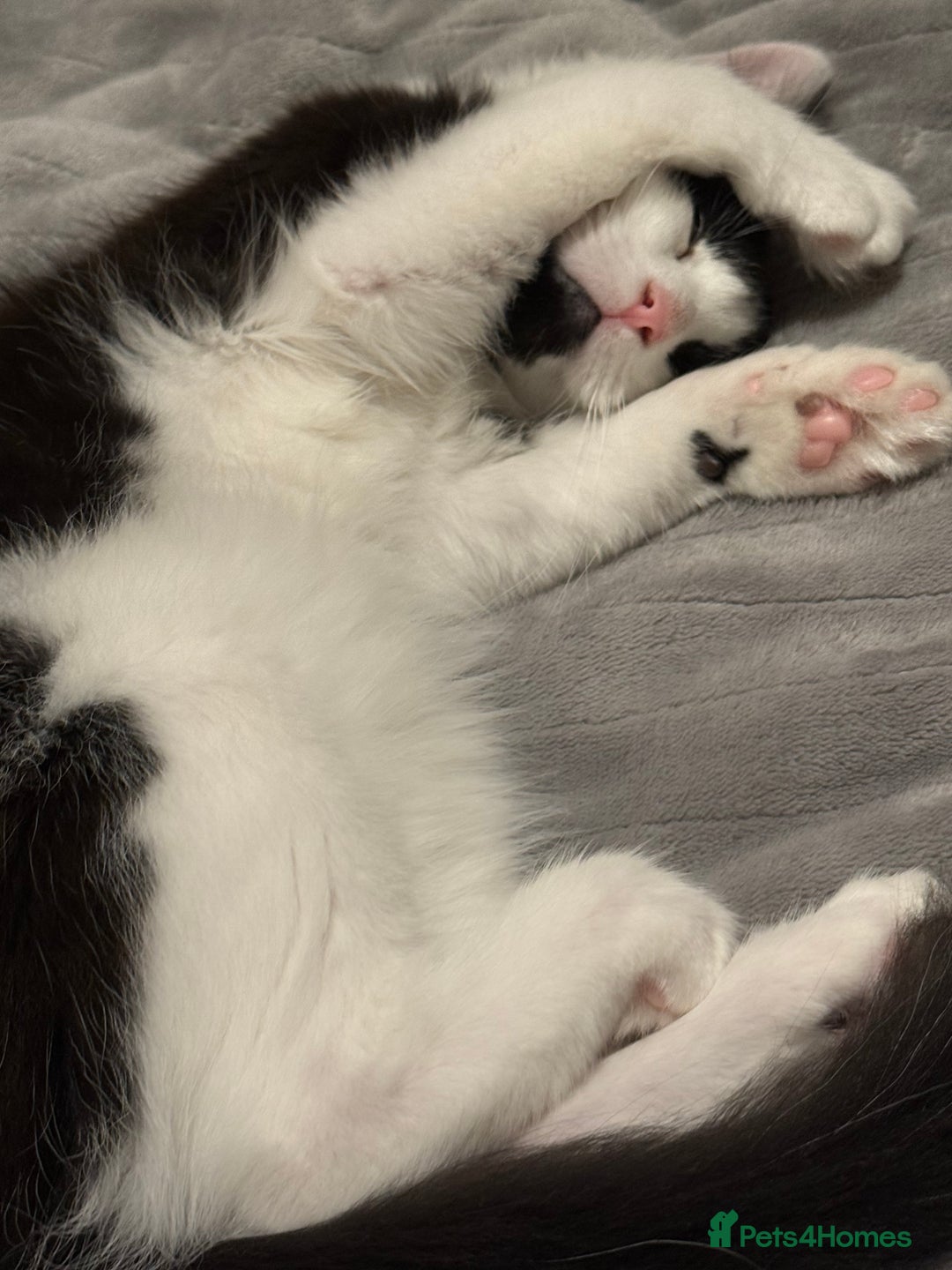 Mixed Breed cats for sale: Tilly looking for a new home  - Advert 1