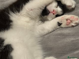 Mixed Breed cats Tilly looking for a new home - Advert 2