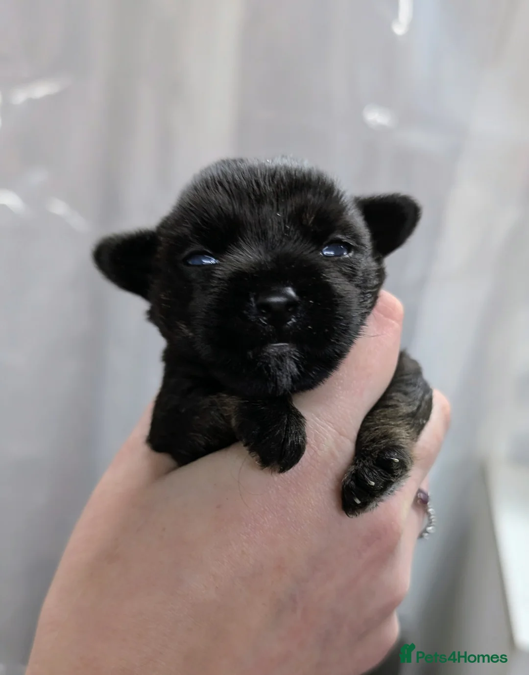 Chipoo dogs for sale: Adorable tiny chihpoo boy in Leeds - Advert 4