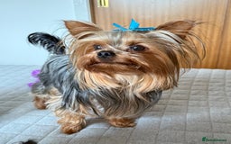 Yorkshire Terrier dogs for sale: Yorkshire terrier pups - Image 10
