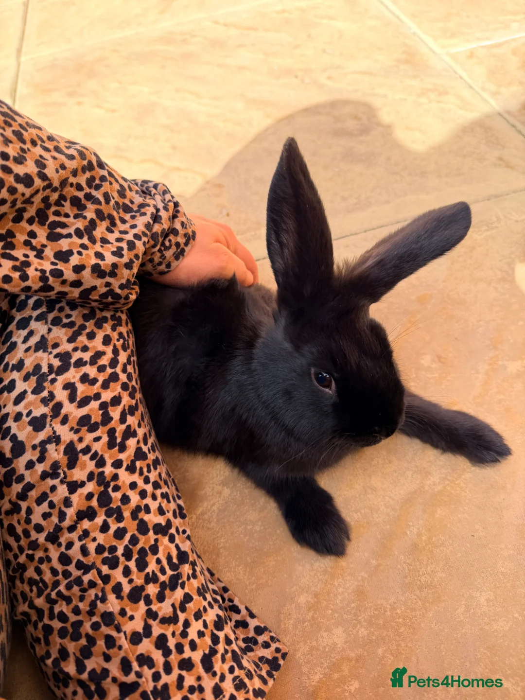 Mixed Breed rabbits for sale: Bunnies for good home  in Newark - Advert 1