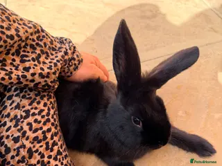 Mixed Breed rabbits Bunnies for good home - Advert 3