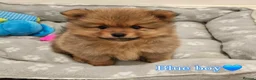Pomeranian dogs for sale: 🐾 Pomeranian Puppies only one boy left🐾❤️ - Advert 2
