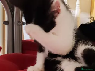 Mixed Breed cats Loving kittens are looking for a new home - Advert 19