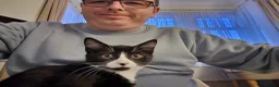 Domestic Shorthair cats for sale: Two domestic shorthair kittens, 5 months old. - Advert 3