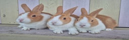 Dutch rabbits for sale: 🧡Absolutely gorgeous and friendly babies🧡  - Advert 5
