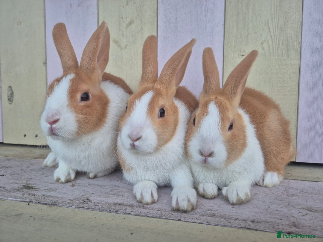 Dutch rabbits for sale: 🧡Absolutely gorgeous and friendly babies🧡  - Advert 5
