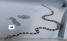 Corn Snake reptiles for sale: Corn Snake Morph Hatchling's  - Image 7