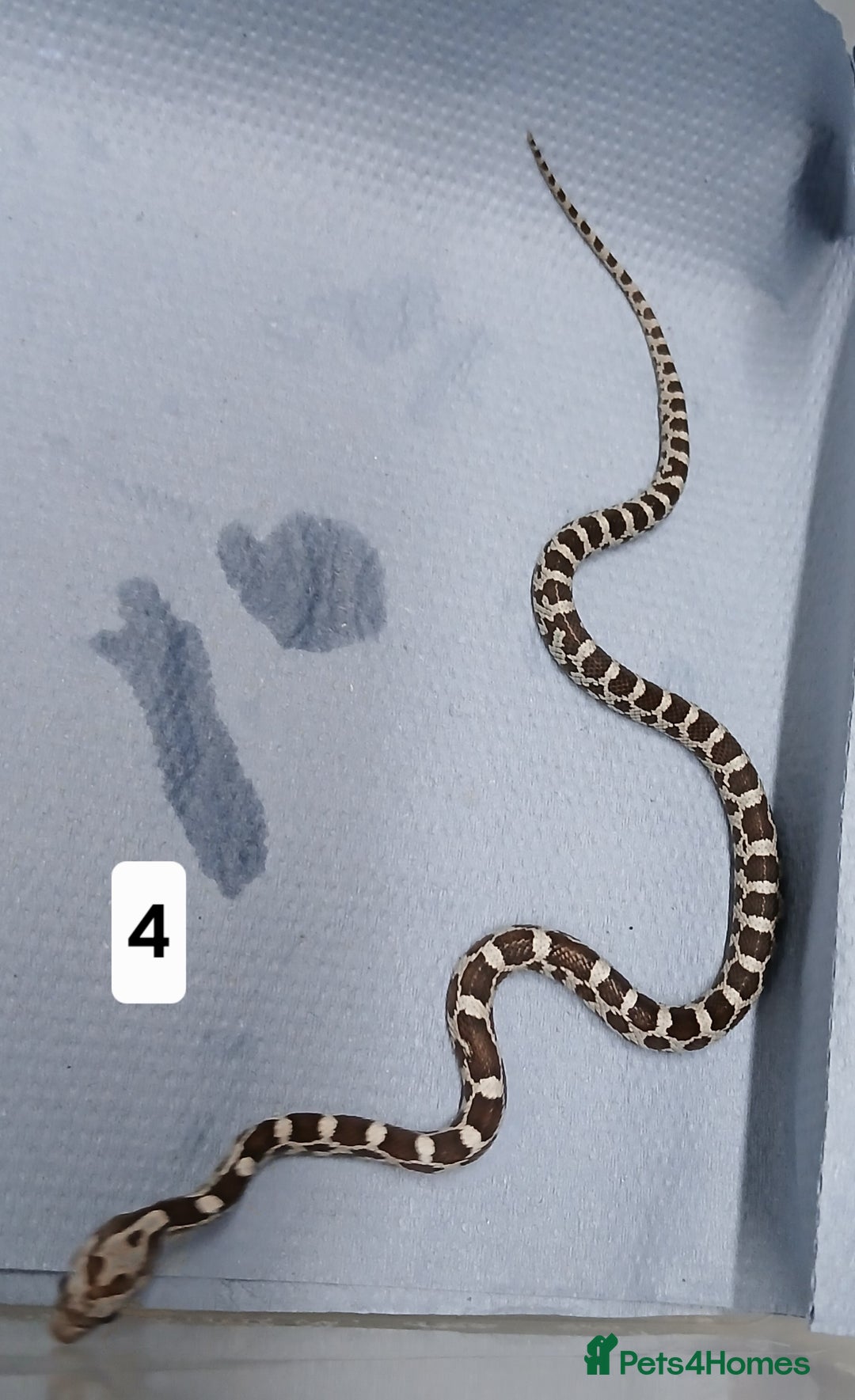 Corn Snake reptiles for sale: Corn Snake Morph Hatchling's  - Image 7