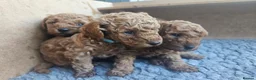 Toy Poodle dogs for sale: Stunning  Red Toy Poodle Pups  in Canterbury - Advert 9