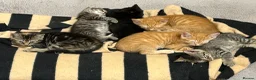 Mixed Breed cats for sale: Lovely mixed litter, ready now.  - Advert 3