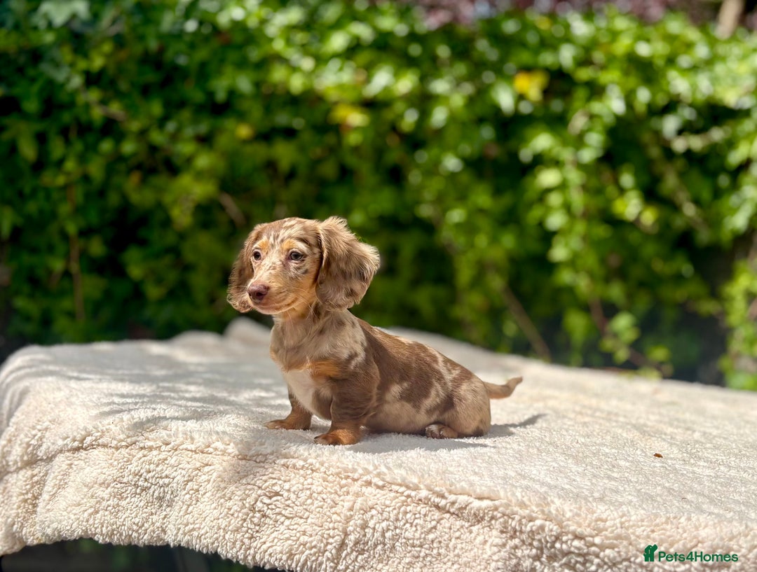 Miniature Dachshund dogs for sale: Long Haired Miniature Dachshunds - READY NOW!! - Image 12