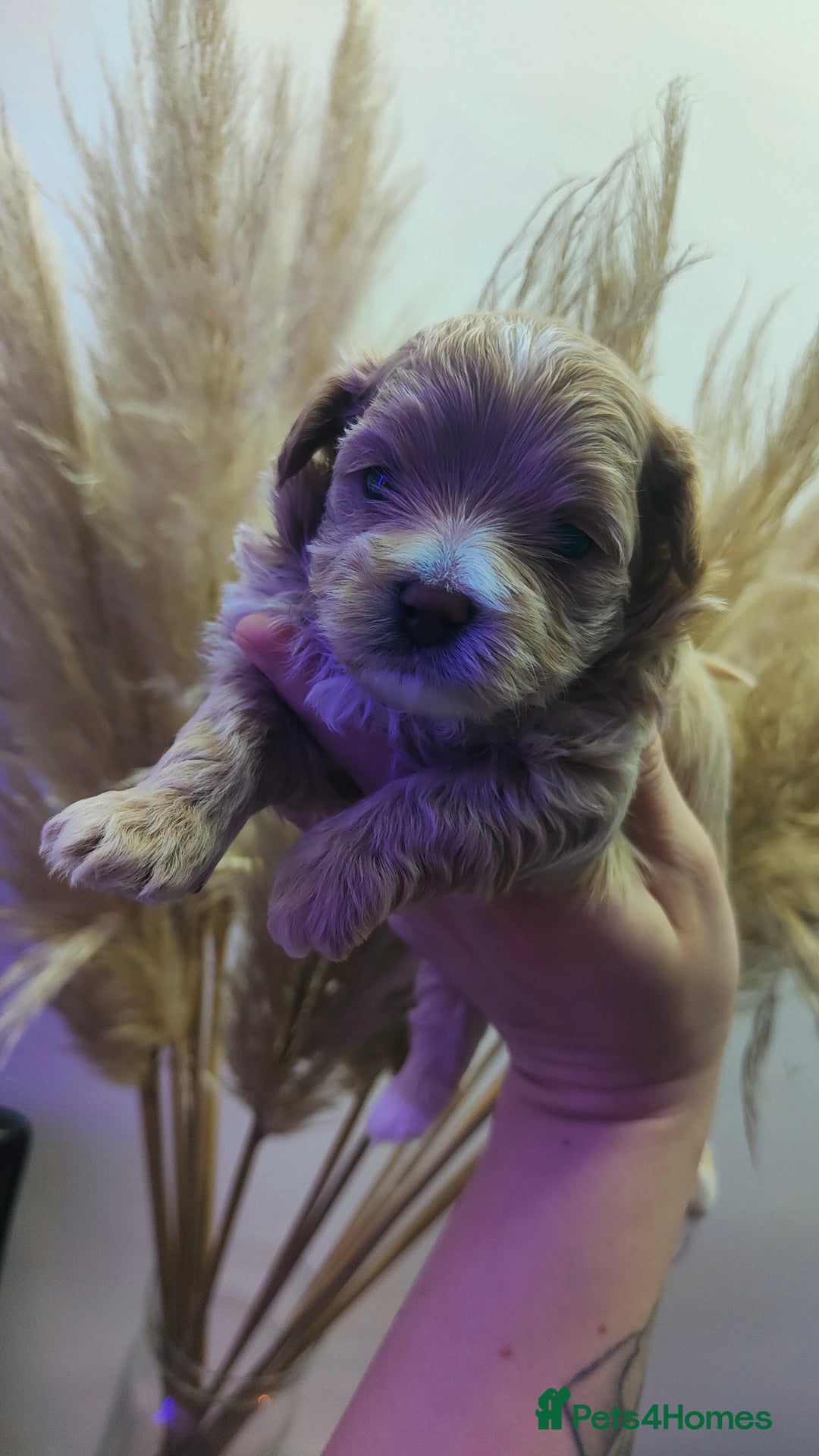 Maltipoo dogs for sale: F1 Tiny Maltipoo Puppies  - Advert 22