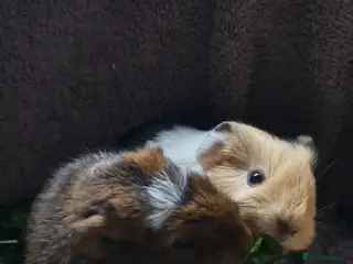 Guinea Pig rodents Agouti breed & shelte breed / 22nd mar 26 - Advert 13