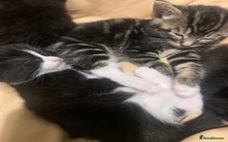 Mixed Breed cats for sale: Mixed breed kittens for sale - Image 1