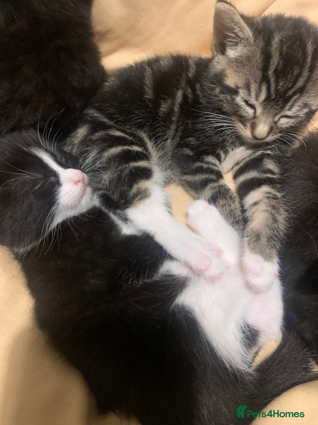 Mixed Breed cats for sale: Mixed breed kittens for sale - Image 1