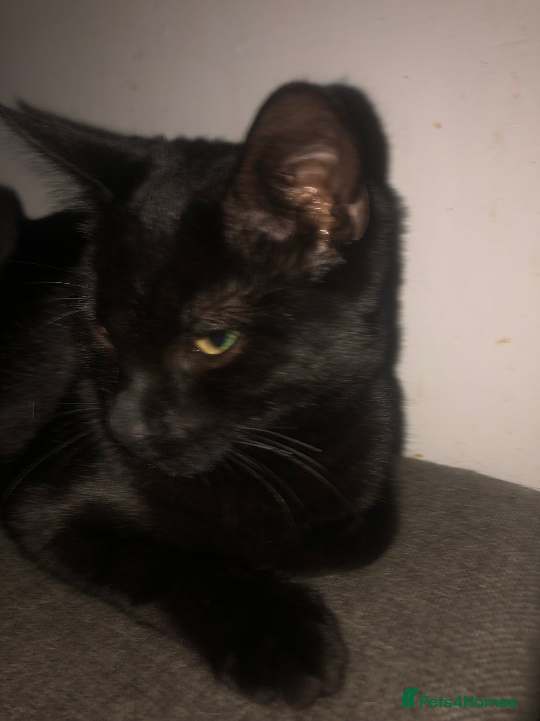 Domestic Shorthair cats for sale: 4 kittens 🐈‍⬛  - Advert 9