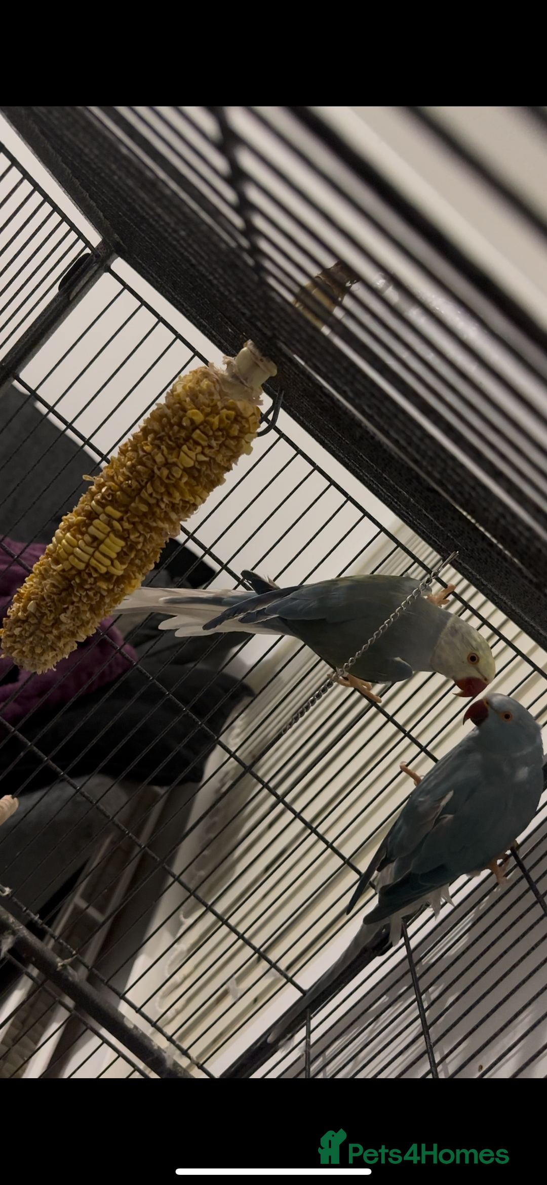 Ringnecks birds for sale: Breeding pairs of Indian ring neck BLUE - Advert 4