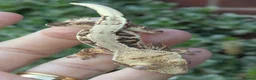 Gecko reptiles for sale: Crested geckos  - Advert 4