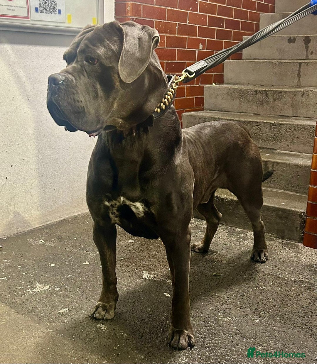 Cane Corso dogs for sale: Handsome boy available  - Advert 3